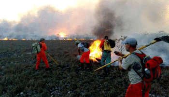 650x375_chapada-incendio-brigadistas_1582679